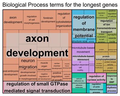 Gene Size Matters: An Analysis of Gene Length in the Human Genome